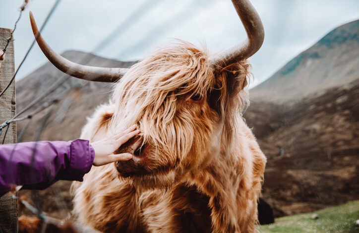 Taurus horoscopes are here